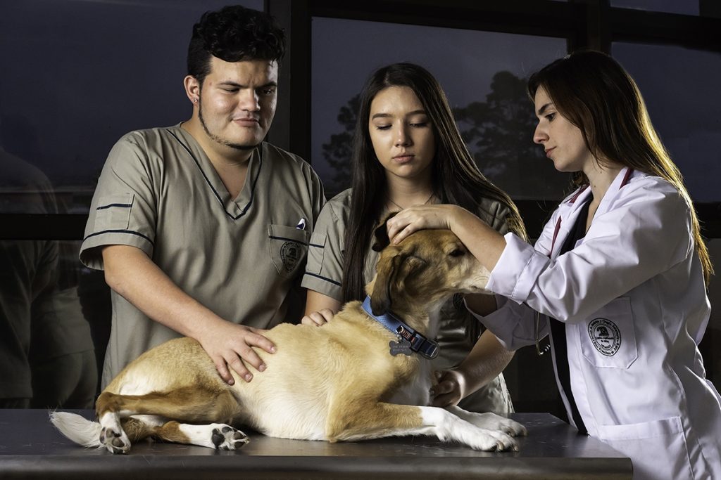 Técnico en salud animal