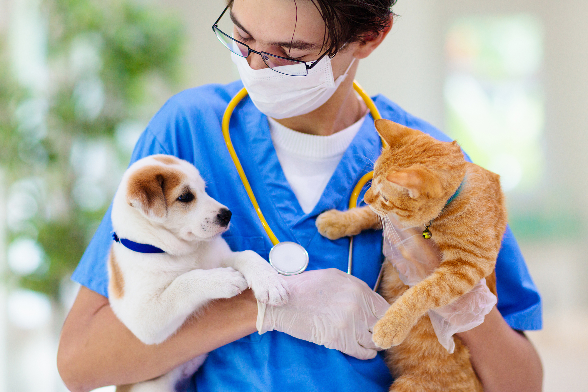 Procedimientos de emergencia y cuidado crítico en perros y gatos